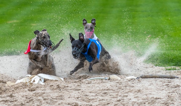 Reflex Tienen - Herman Debroeck - Dogs